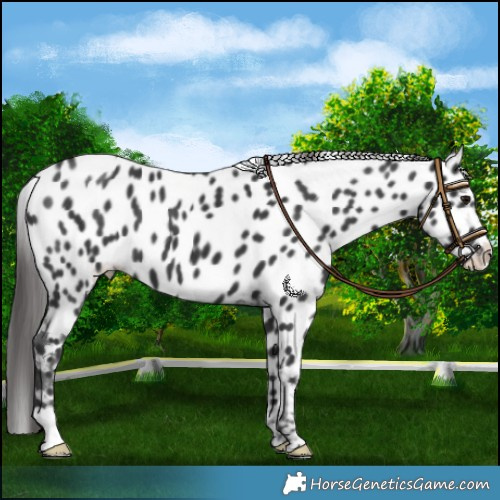 Horse Color:Black Near Leopard 