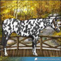 Horse Color:Black Near Leopard 