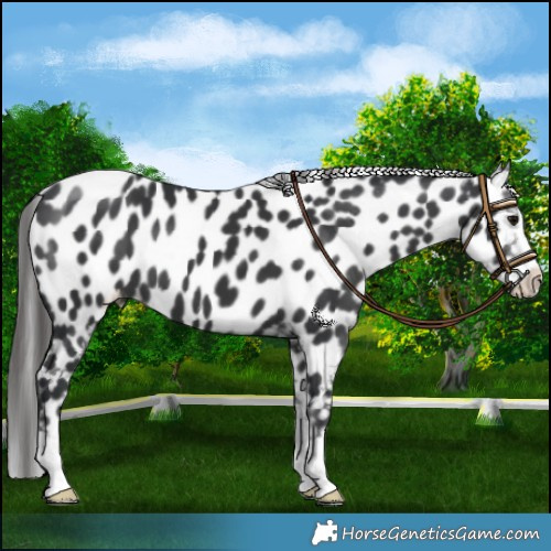 Horse Color:Black Near Leopard 