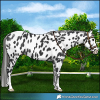 Horse Color:Black Near Leopard 