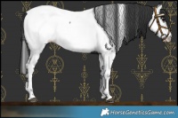 Horse Color:Black Near Fewspot