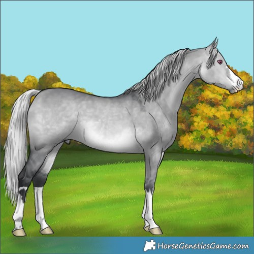 Horse Color:Silver Brown Chinchilla Dun 