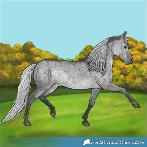 Horse Color:Silver Grullo Chinchilla Brindle 