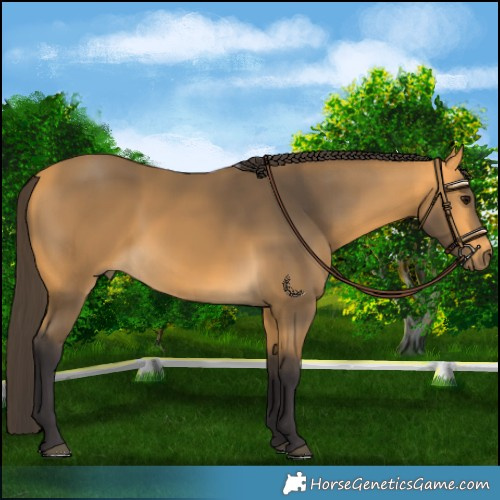 Horse Color:Buckskin 