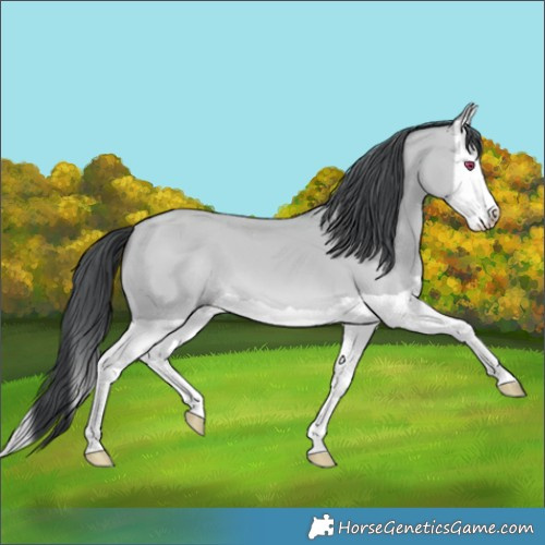 Horse Color:Bay Chinchilla Splash 