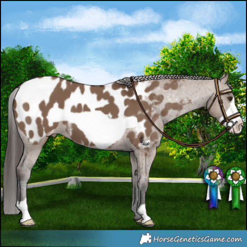 Horse Color:Liver Red Dun Frame Appaloosa