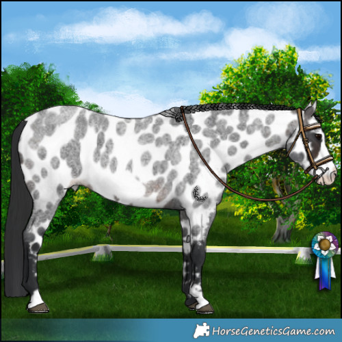 Horse Color:Brown Roan Frame Near Leopard 