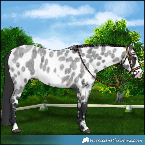 Horse Color:Brown Roan Frame Near Leopard 