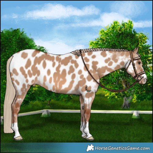 Horse Color:Red Dun Near Leopard 