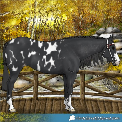 Horse Color:Black Near Leopard 