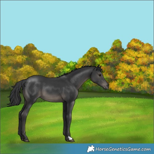 Horse Color:Black 