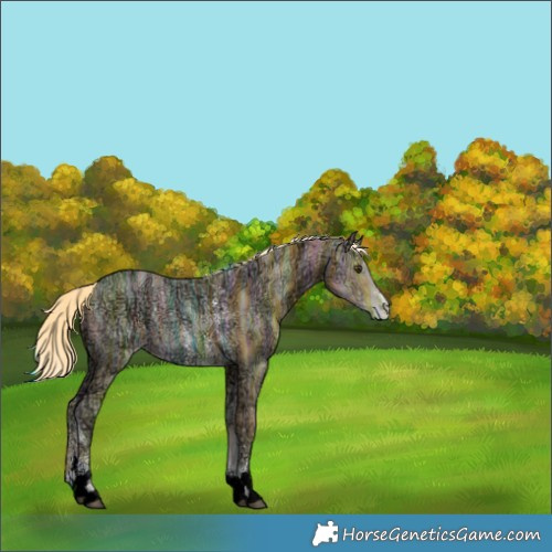 Horse Color:Palomino Ice Sabino 