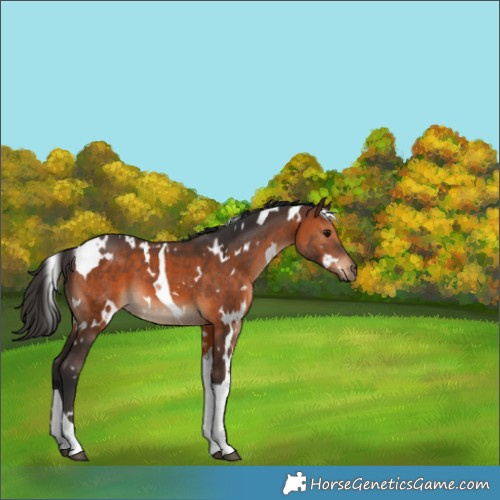 Horse Color:White Spotted Brown Tobiano