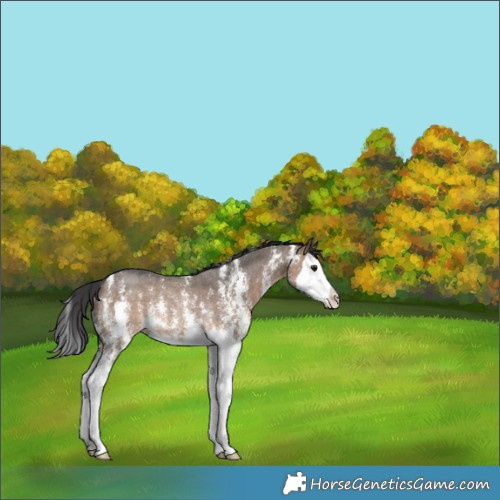 Horse Color:Brown Dun Sabino Splash Rabicano