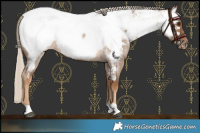Horse Color:Chocolate Palomino Roan Appaloosa 