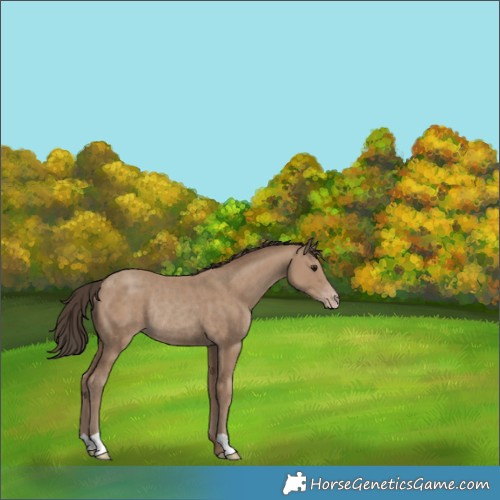 Horse Color:Classic Champagne Rabicano 