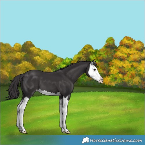 Horse Color:Smoky Black Splash 