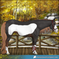 Horse Color:Liver Chestnut Frame 