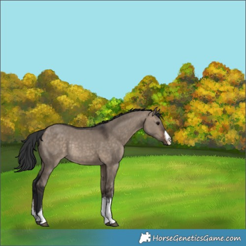 Horse Color:White Spotted Brown Dun Rabicano 