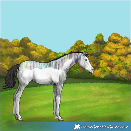 Horse Color:Smoky Black Ice Splash Frame 