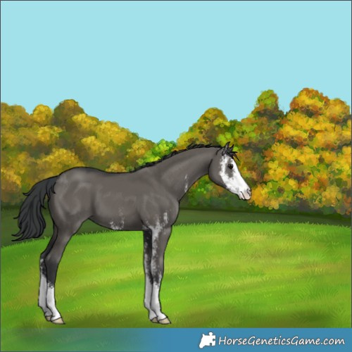 Horse Color:Grullo Sabino 