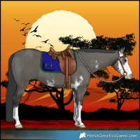 Horse Color:Grullo Sabino