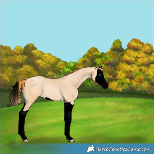 Horse Color:Void Buckskin Pearl Splash 