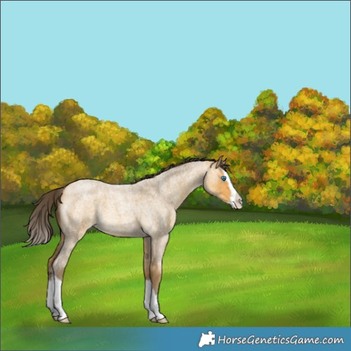Horse Color:Sable Cream Champagne Roan Splash 
