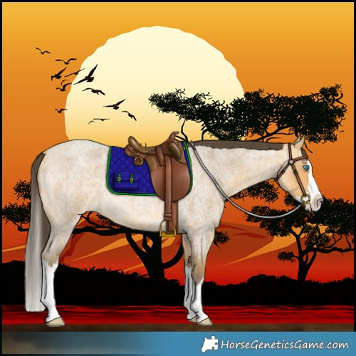 Horse Color:Sable Cream Champagne Roan Splash 