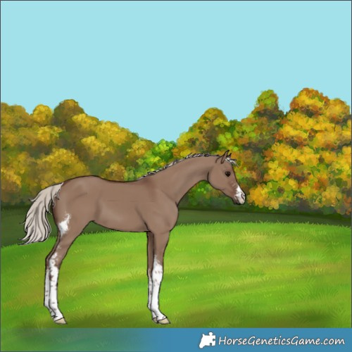 Horse Color:Silver Grullo Sabino 