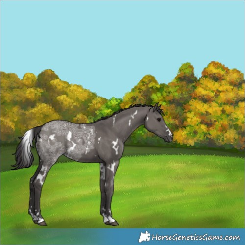 Horse Color:White Spotted Smoky Grullo Ice 