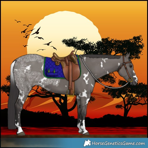 Horse Color:White Spotted Smoky Grullo Ice 