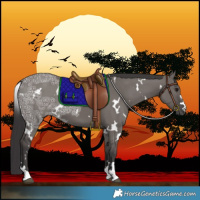 Horse Color:White Spotted Smoky Grullo Ice 
