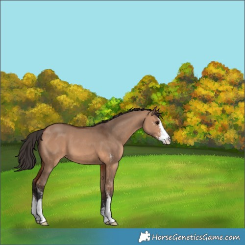 Horse Color:Bay Dun Sabino 