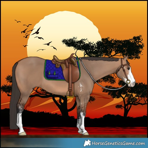 Horse Color:Bay Dun Sabino 