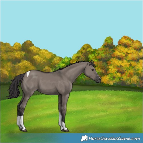 Horse Color:Smoky Grullo Tobiano 