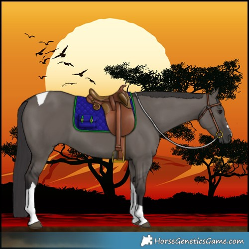 Horse Color:Smoky Grullo Tobiano 
