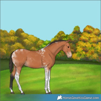 Horse Color:Bay Tobiano