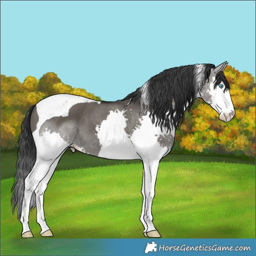 Horse Color:Grullo Splash Tobiano 
