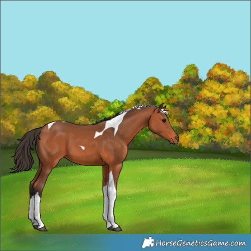 Horse Color:Bay Tobiano 