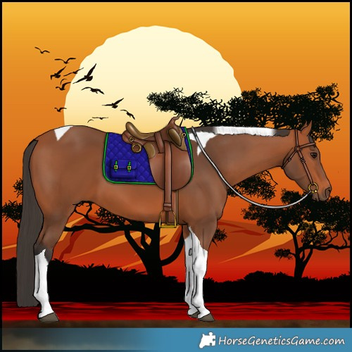 Horse Color:Bay Tobiano 