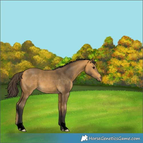 Horse Color:Void Buckskin 
