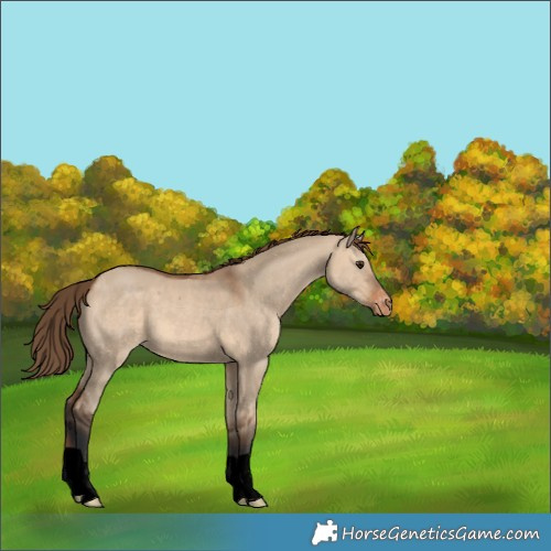 Horse Color:Void Bay Dun Appaloosa 