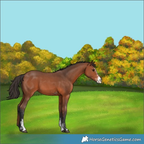 Horse Color:Bay Sabino 