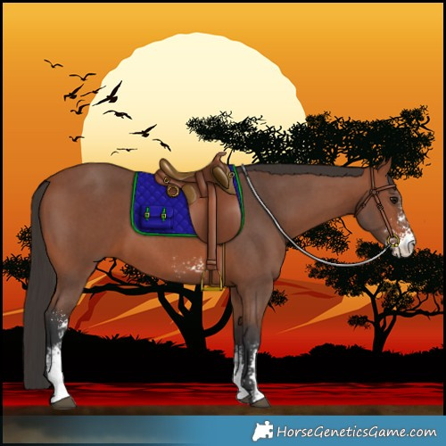 Horse Color:Bay Sabino 