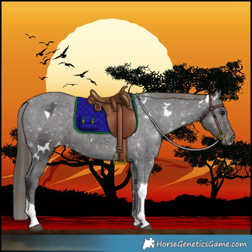 Horse Color:White Spotted Smoky Black Tobiano Varnish 