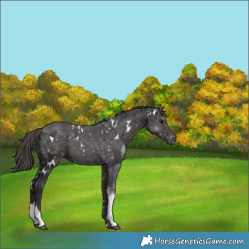 Horse Color:White Spotted Smoky Black Tobiano Varnish 