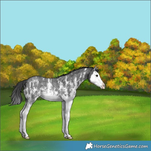 Horse Color:Black Sabino Splash Rabicano 