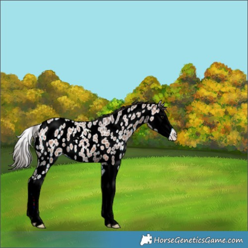 Horse Color:Bay Ice Splash Near Leopard 