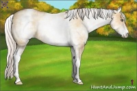 Horse Color:White Spotted Silver Amber Champagne Dun Rabicano 